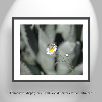 Desert Agave and Butterfly in Arizona Desert as Botanical Wall Decor