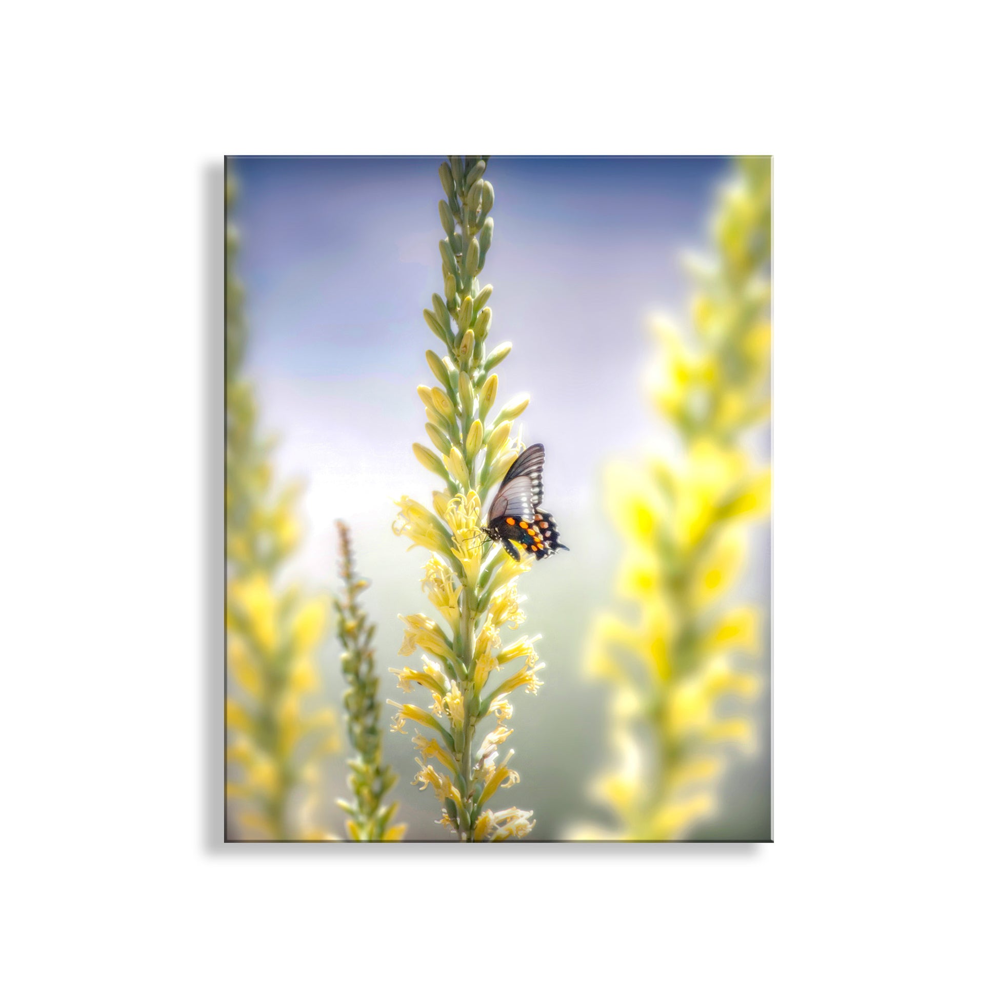 My very pretty Pipevine swallowtail butterfly and flowering Shindagger plants for your viewing pleasure! I captured this image on a splendid spring day in the vast and remote Muleshoe Ranch area of south-central Arizona, planet Earth.Original, unique signed art by Murray Bolesta.