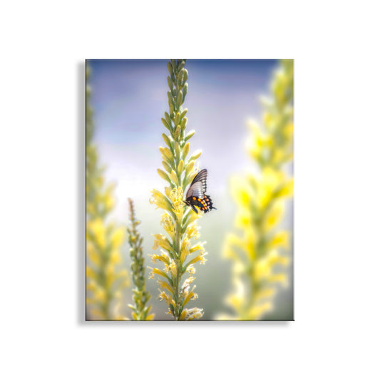 My very pretty Pipevine swallowtail butterfly and flowering Shindagger plants for your viewing pleasure! I captured this image on a splendid spring day in the vast and remote Muleshoe Ranch area of south-central Arizona, planet Earth.Original, unique signed art by Murray Bolesta.