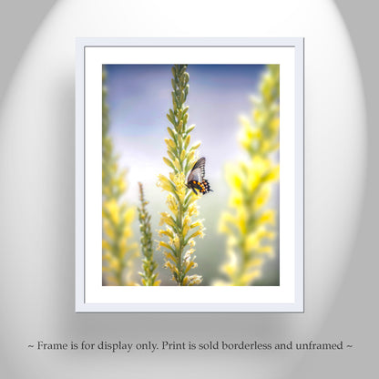 Butterfly Art with Spring Arizona Desert Shindagger Wildflowers