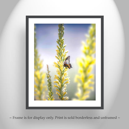 Butterfly Art with Spring Arizona Desert Shindagger Wildflowers