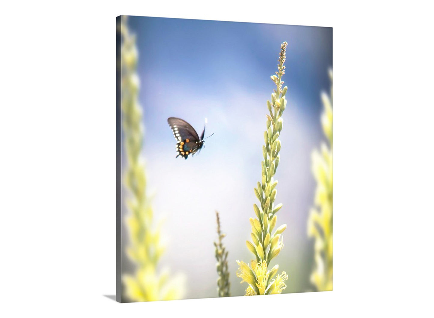 My pretty Pipevine swallowtail butterfly and flowering Shindagger plants for your viewing pleasure. I captured this image on a splendid spring day in the vast and remote Muleshoe Ranch area of south-central Arizona, planet Earth! Original, unique signed art by Murray Bolesta.