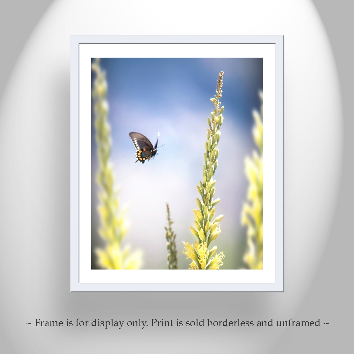 Butterfly in Flight Photograph | Arizona Nature Wall Art with Spring Wildflowers