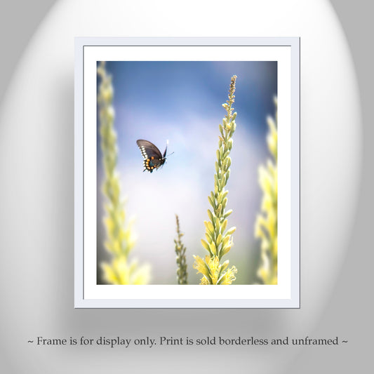 Butterfly in Flight Photograph | Arizona Nature Wall Art with Spring Wildflowers