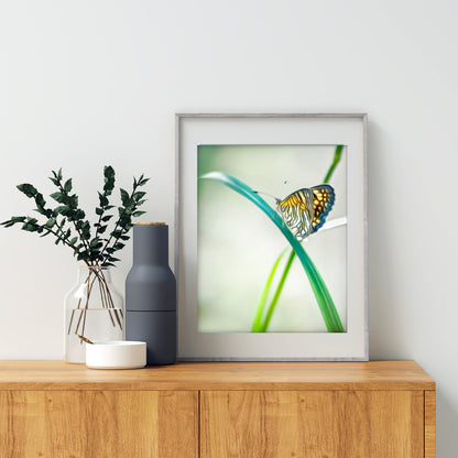Minimalist Butterfly Artwork Southern Arizona Nature Photograph