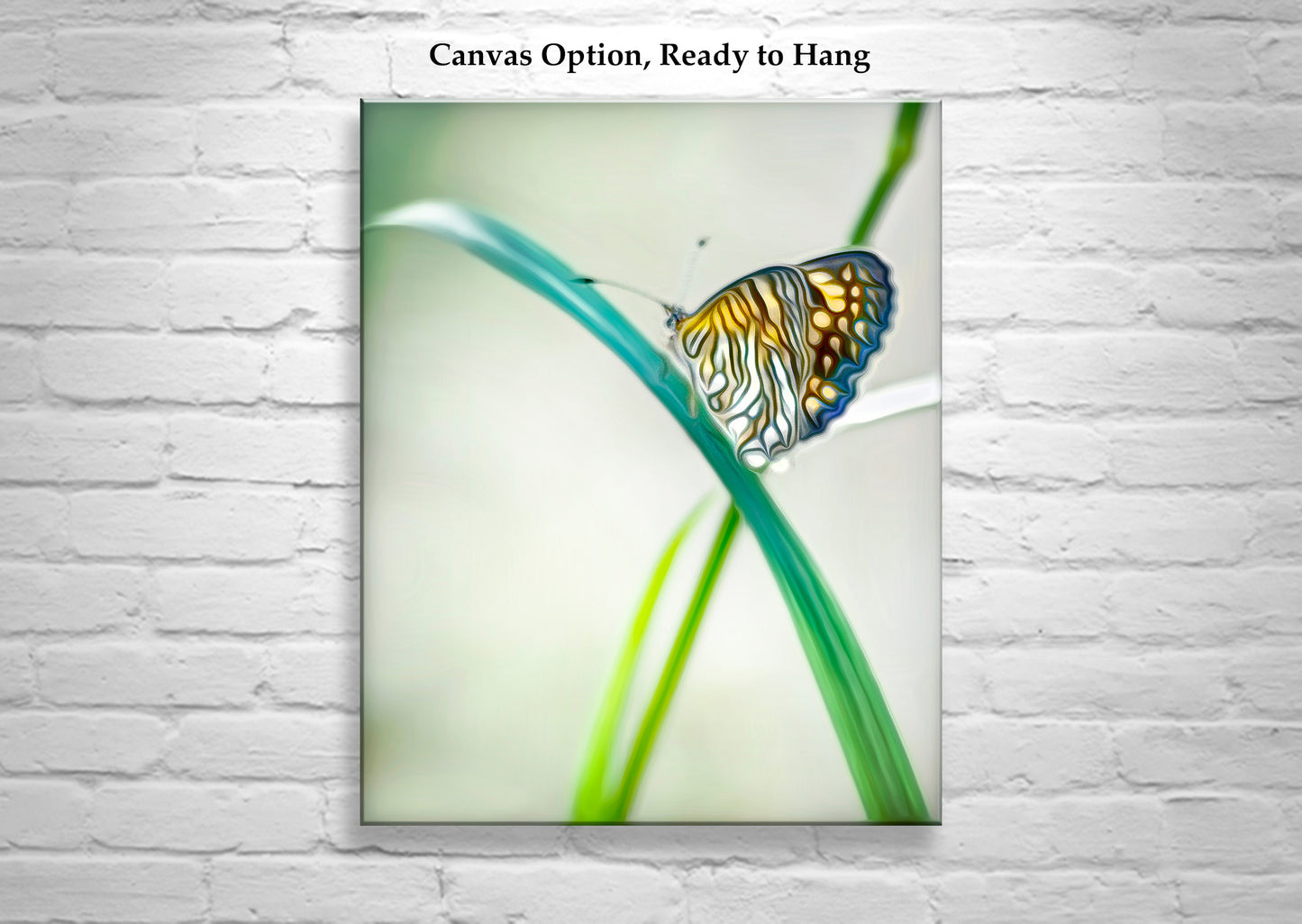 Minimalist Butterfly Artwork Southern Arizona Nature Photograph