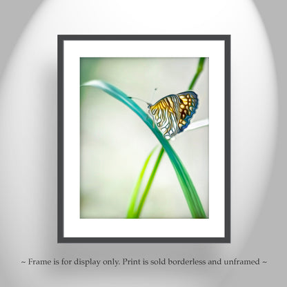 Minimalist Butterfly Artwork Southern Arizona Nature Photograph