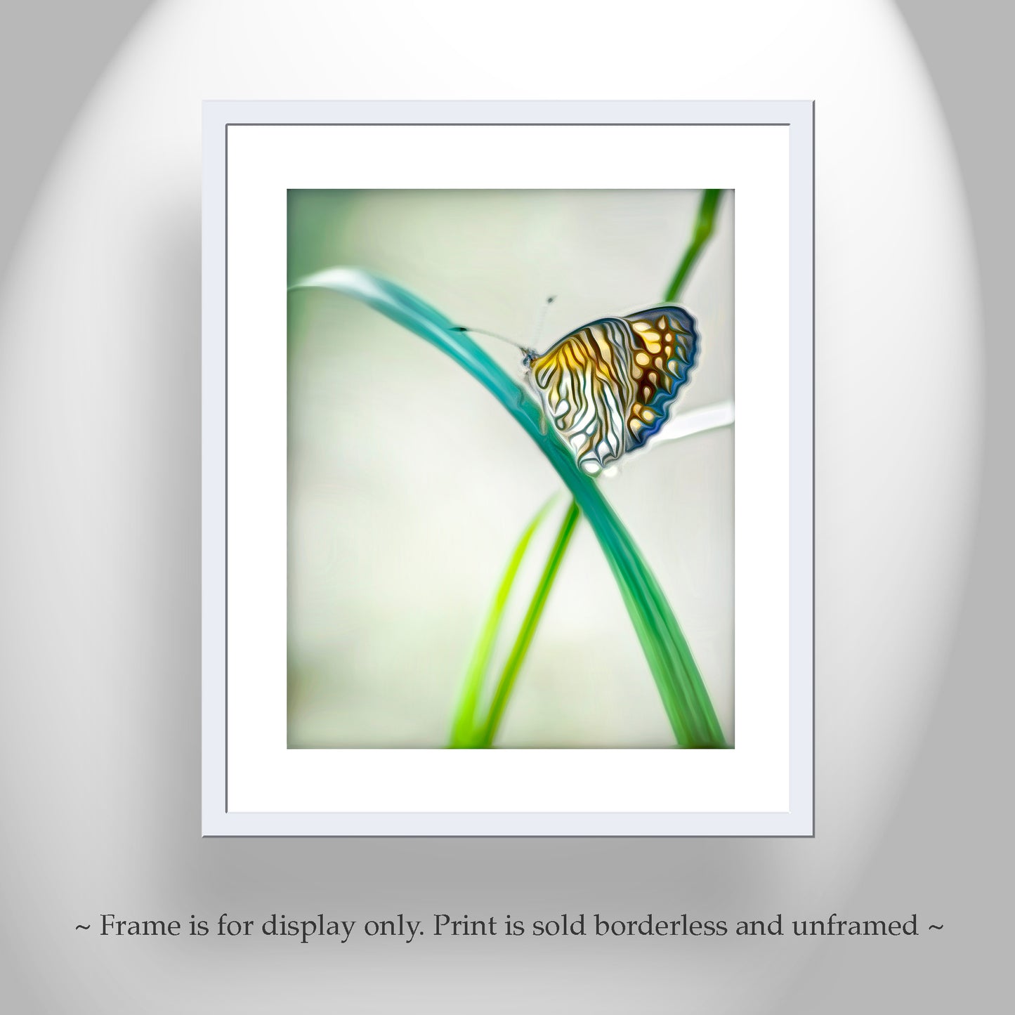 Minimalist Butterfly Artwork Southern Arizona Nature Photograph