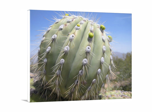 Cactus Decor from Arizona Desert | Unique Southwest Art
