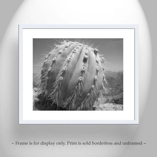Southwestern Wall Art with Unique Desert Cactus in Black and White