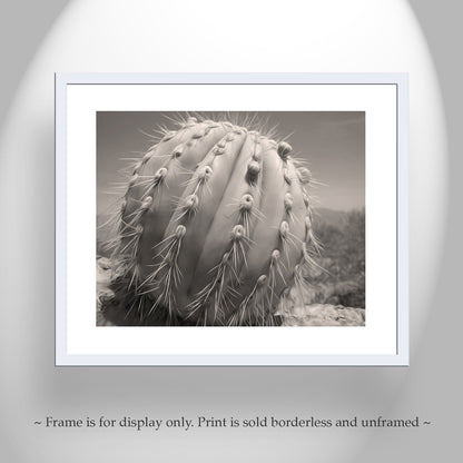 Cactus Decor from Arizona Desert in Sepia Tone | Unique Tucson Gift