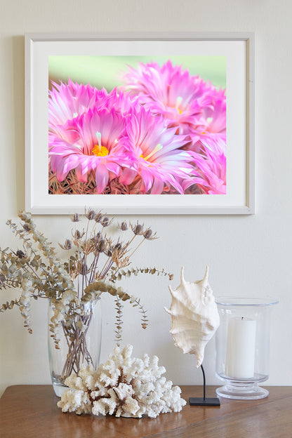 Cactus Flower Art Print in Pink and Magenta from Tucson Arizona Desert