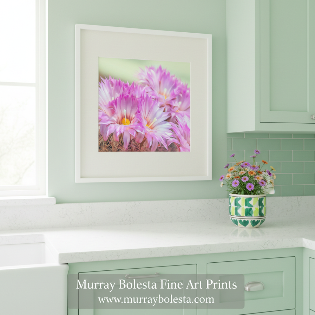 Close-up of pink flowers with a soft green background. Cactus Flower Art Print in Pink and Magenta from Tucson Arizona Desert by Murray Bolesta