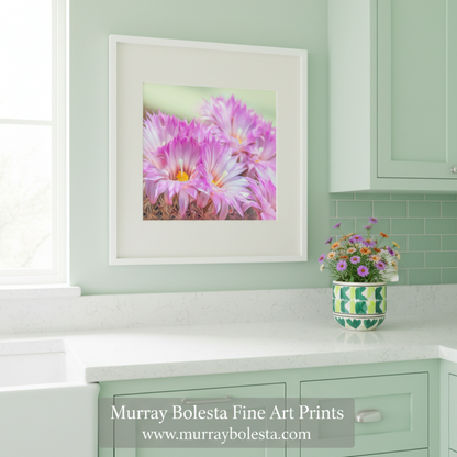 Close-up of pink flowers with a soft green background. Cactus Flower Art Print in Pink and Magenta from Tucson Arizona Desert by Murray Bolesta