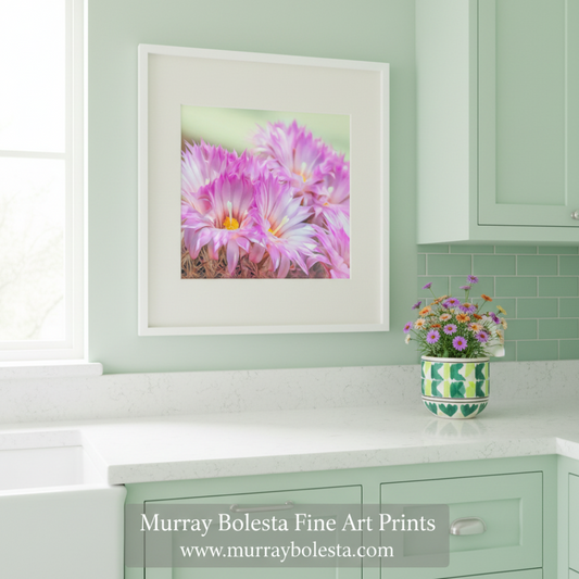 Close-up of pink flowers with a soft green background. Cactus Flower Art Print in Pink and Magenta from Tucson Arizona Desert by Murray Bolesta