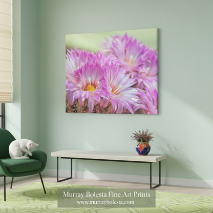 Close-up of pink flowers with a soft green background. Cactus Flower Art Print in Pink and Magenta from Tucson Arizona Desert by Murray Bolesta