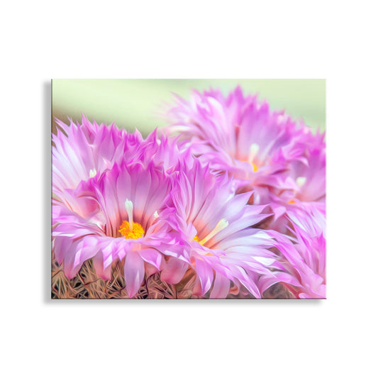 Close-up of pink flowers with a soft green background. Cactus Flower Art Print in Pink and Magenta from Tucson Arizona Desert