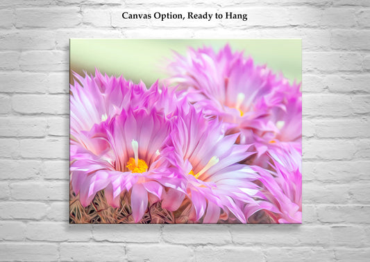 Cactus Flower Art Print in Pink and Magenta from Tucson Arizona Desert
