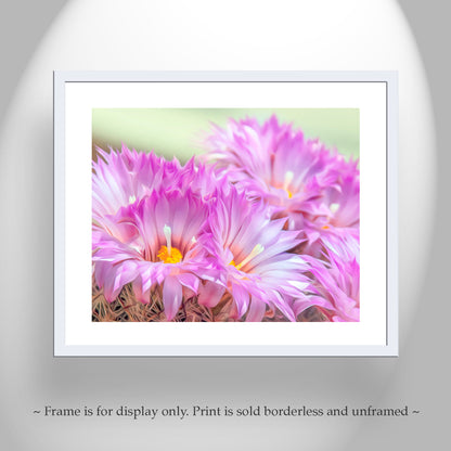 Cactus Flower Art Print in Pink and Magenta from Tucson Arizona Desert
