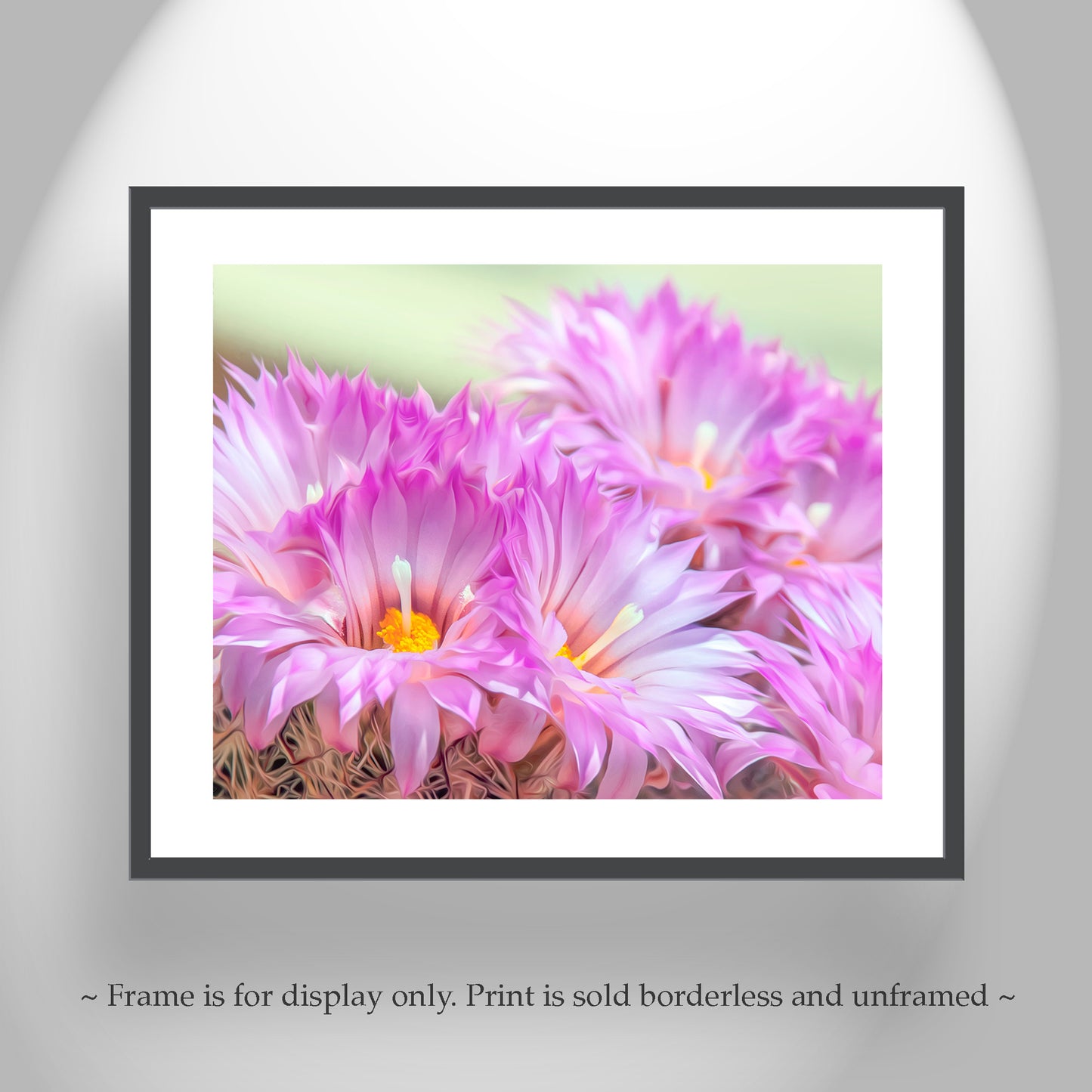 Cactus Flower Art Print in Pink and Magenta from Tucson Arizona Desert