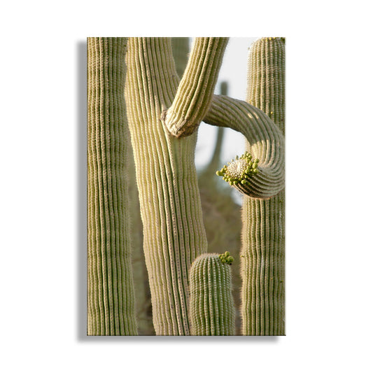 Southwestern Style Wall Decor with Saguaro Cactus in Arizona Desert