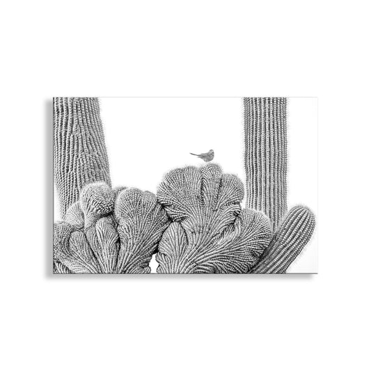 Cactus Wren Bird Photograph with Crested Saguaro in Black and White