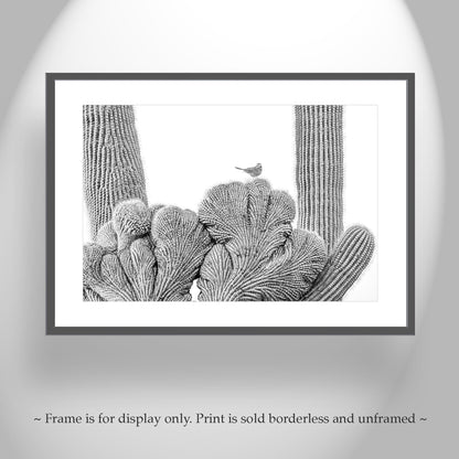Cactus Wren Bird Photograph with Crested Saguaro in Black and White
