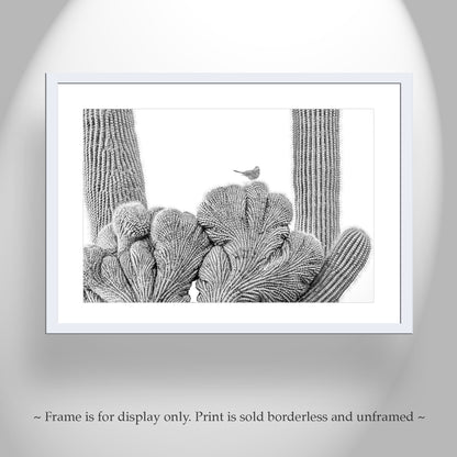 Cactus Wren Bird Photograph with Crested Saguaro in Black and White