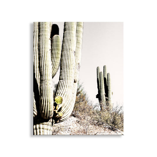 Prickly Pear Cactus Growing from Desert Saguaro in Arizona Desert
