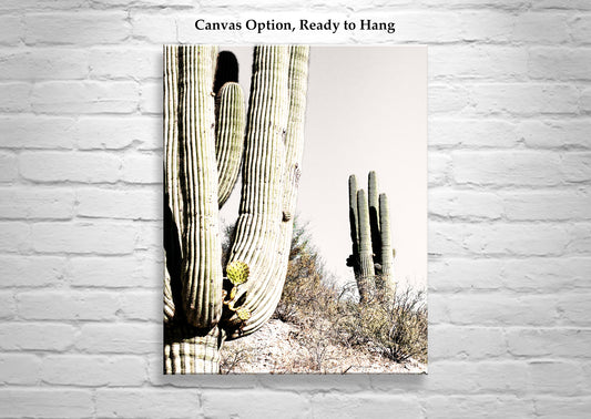 Prickly Pear Cactus Growing from Desert Saguaro in Arizona Desert