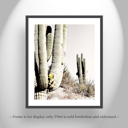 Prickly Pear Cactus Growing from Desert Saguaro in Arizona Desert