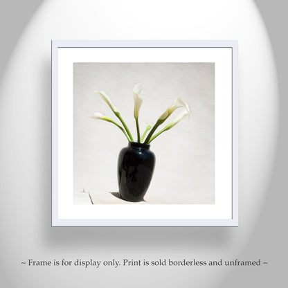 Calla Lily Flower Photograph as Minimalist Floral Art Still Life