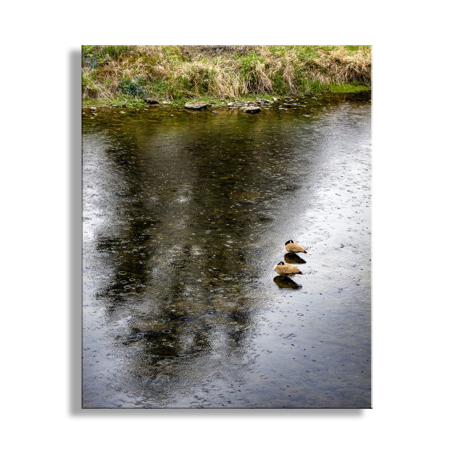 Bend Oregon Crooked River Bird Art with Canada Geese