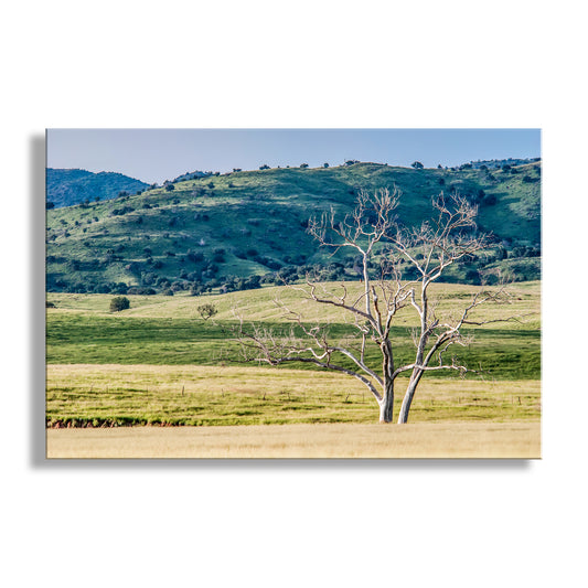 Tree in a field with rolling hills in the background. Canelo Hills Arizona Landscape Art at Mexico Border | Minimalist Bucolic Art Print
