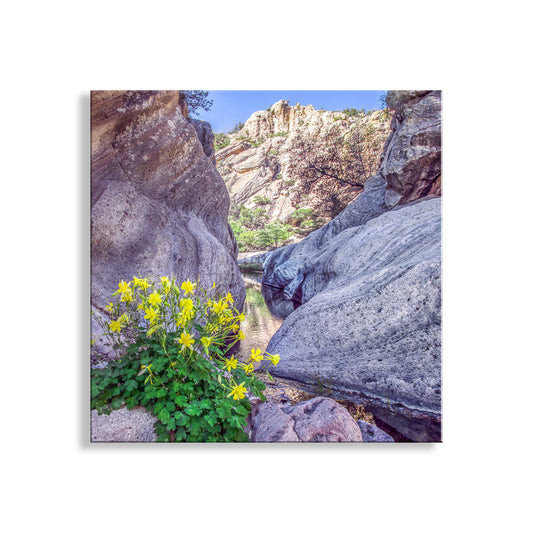 Arizona Desert Canyon Oasis Fine Art Photography Print
