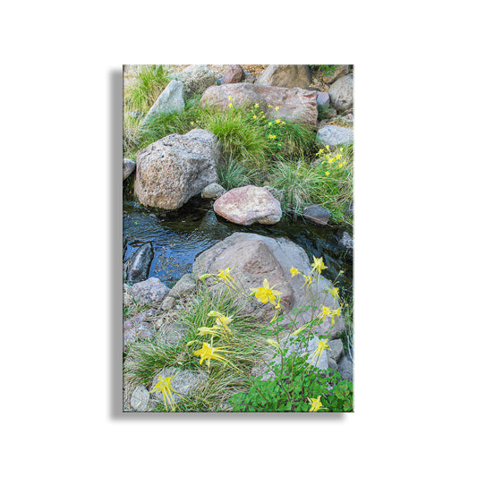 Wildflower Print in Desert Canyon Stream | Peaceful Nature Art
