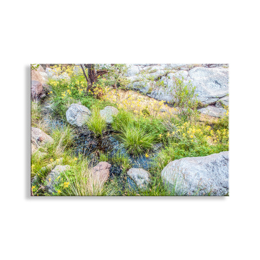 Wildflower Photo Artwork in Arizona Desert Canyon Oasis