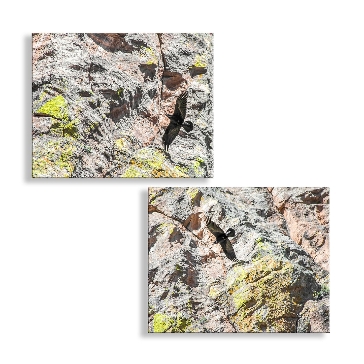Raven Bird in Flight Photography Set of 2 Art Prints