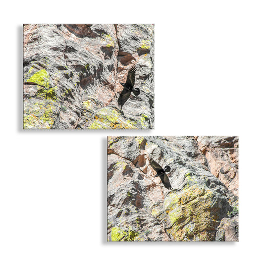 Raven Bird in Flight Photography Set of 2 Art Prints