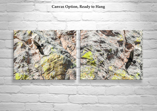 Raven Bird in Flight Photography Set of 2 Art Prints
