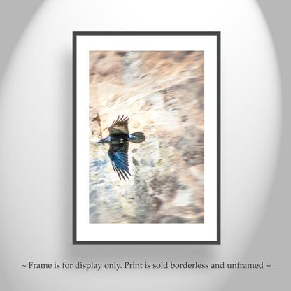 Raven Bird Art Photography Print in Arizona Desert Canyon | Tucson Desert Bird Art Gift