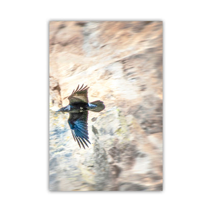 Raven Bird Art Photography Print in Arizona Desert Canyon | Tucson Desert Bird Art Gift