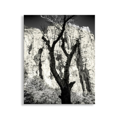 Desert Canyon Tree Silhouette in Sepia in Southern Arizona USA