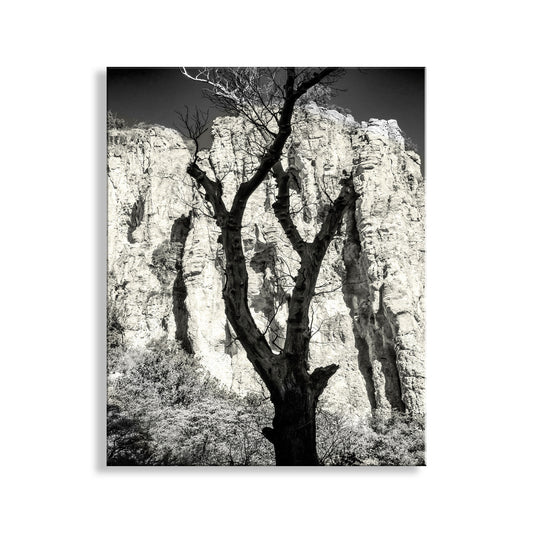 Desert Canyon Tree Silhouette in Sepia in Southern Arizona USA