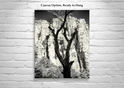 Desert Canyon Tree Silhouette in Sepia in Southern Arizona USA