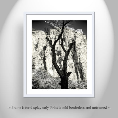 Desert Canyon Tree Silhouette in Sepia in Southern Arizona USA