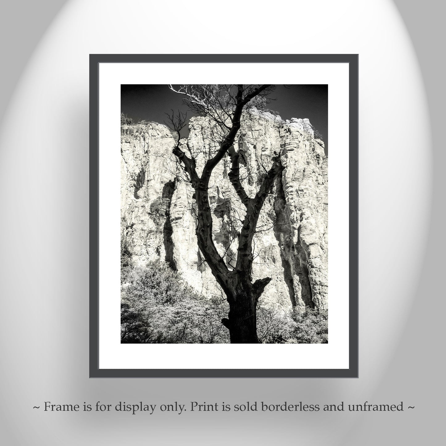 Desert Canyon Tree Silhouette in Sepia in Southern Arizona USA