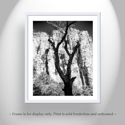 Framed black and white print of a tree against a rocky cliff face. Cool canyon art from southern Arizona USA! One of my fave styles with the silhouette of a spent sycamore tree against the brilliant cliffs of a Pajarita Wilderness canyon on the Mexico border. Original, unique signed art by Murray Bolesta!