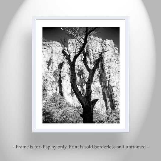 Framed black and white print of a tree against a rocky cliff face. Cool canyon art from southern Arizona USA! One of my fave styles with the silhouette of a spent sycamore tree against the brilliant cliffs of a Pajarita Wilderness canyon on the Mexico border. Original, unique signed art by Murray Bolesta!
