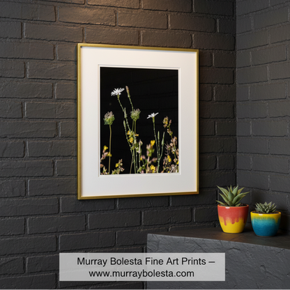 Wildflowers against a black background. Minimalist Flower Print with Arizona Desert Canyon Wildflowers by Murray Bolesta